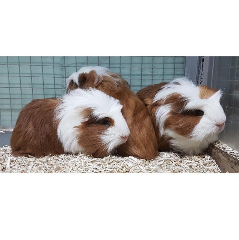 cavia - cavia