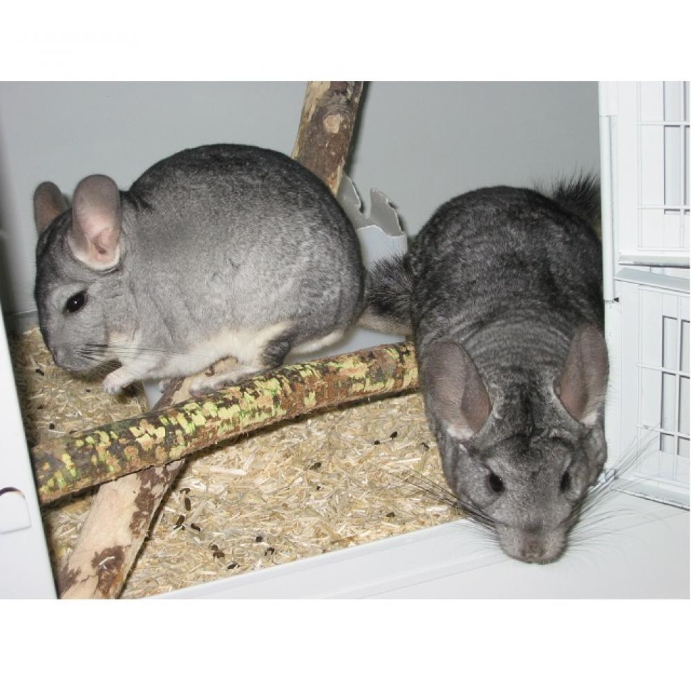 Chinchilla - Chinchilla