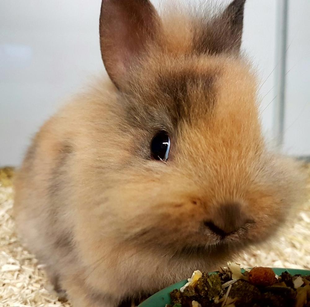 toezicht houden op klassiek Vleugels Dwergkonijn - info dierenspeciaalzaakkaro.be