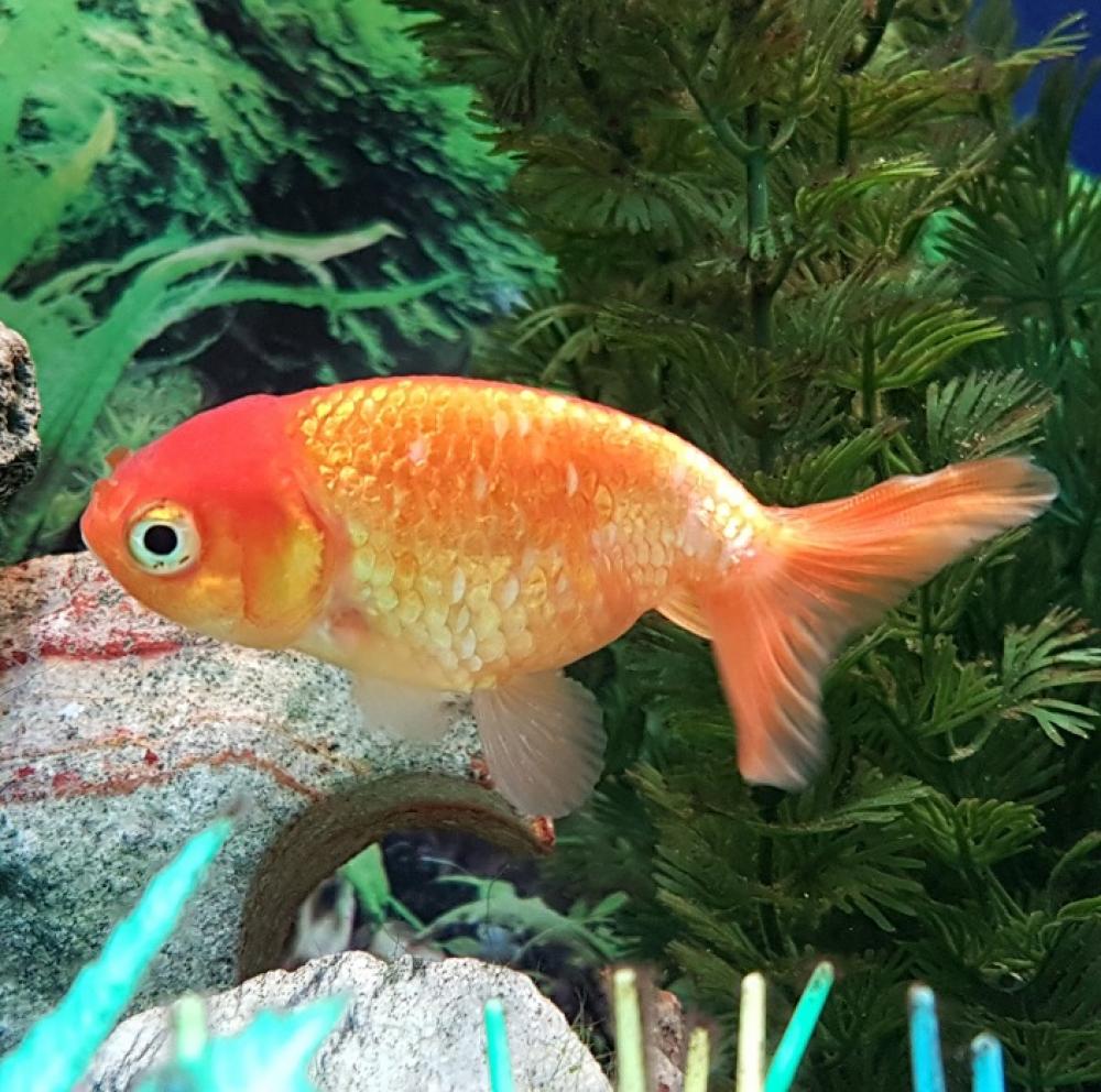 Buffelrug, ranchu - Buffelrug, ranchu