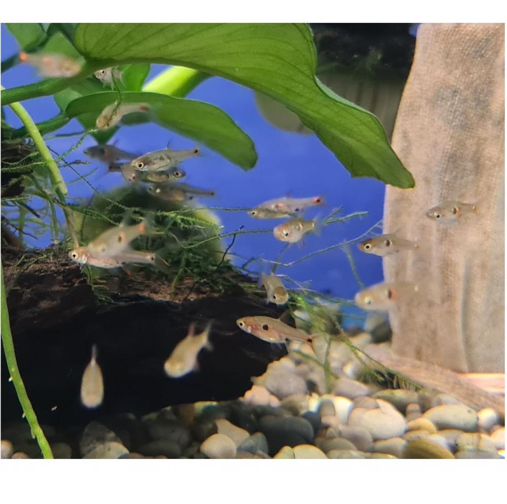 Aardbei rasbora - Aardbei rasbora