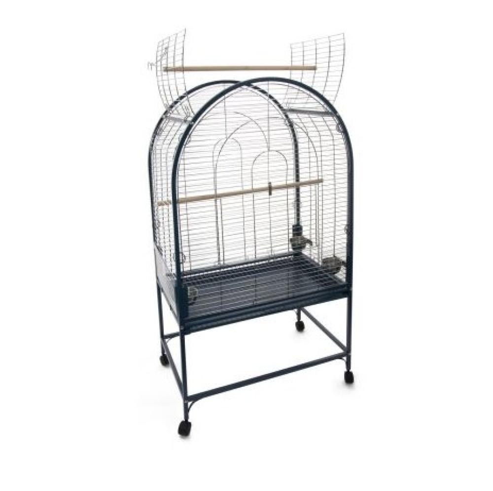 Sierkooi Papegaai - Sierkooi Papegaai