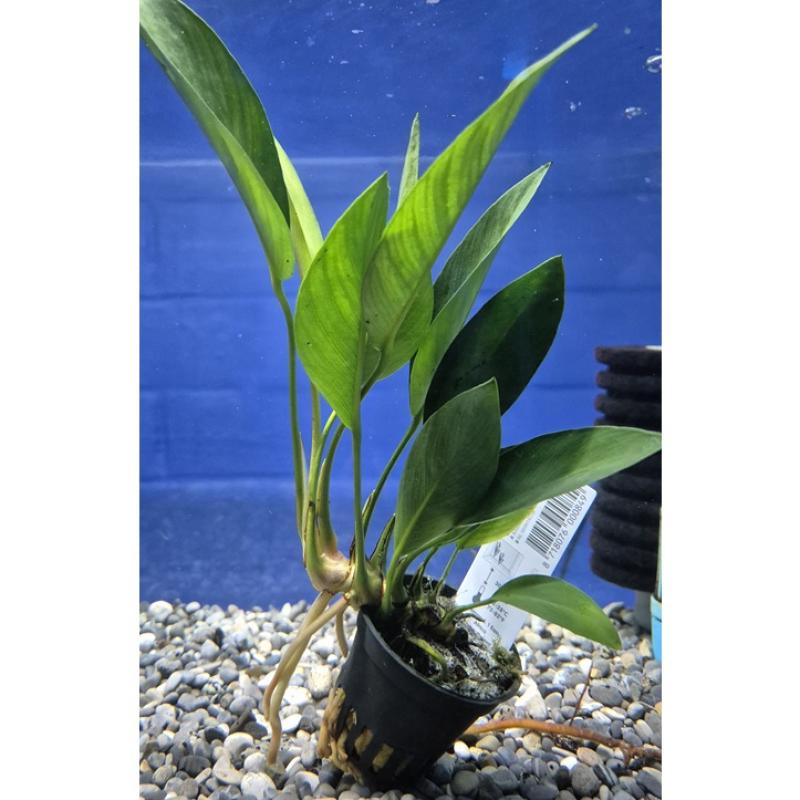 Anubias Congensis - Anubias Congensis