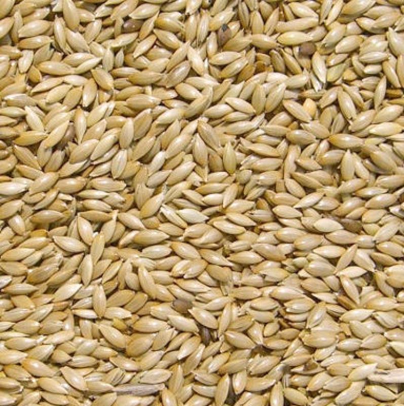 Platzaad / kanariezaad - Platzaad -- kanariezaad